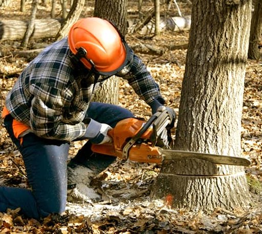 Tree Removal in Gardiner, ME